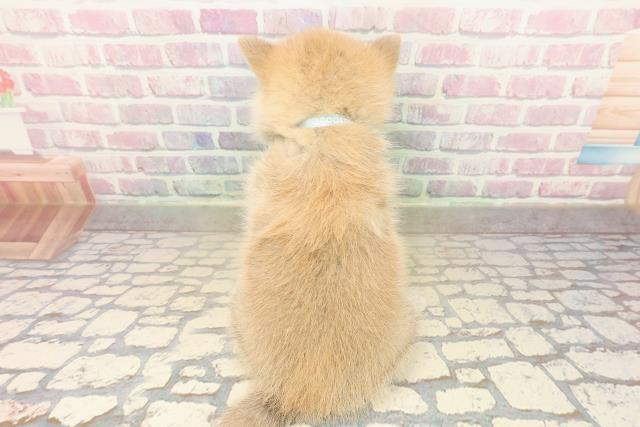 東京都のポメ柴/豆ポメ/ポメ豆柴(ポメラニアン×柴犬) (Coo&RIKU池袋西口店/2025年10月12日生まれ/男の子/赤)の子犬の4枚目の画像