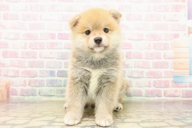 東京都のポメ柴/豆ポメ/ポメ豆柴(ポメラニアン×柴犬) (Coo&RIKU新宿三丁目店/2025年10月12日生まれ/男の子/赤)の子犬の1枚目の画像