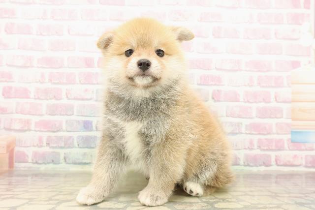 東京都のポメ柴/豆ポメ/ポメ豆柴(ポメラニアン×柴犬) (Coo&RIKU新宿三丁目店/2025年10月12日生まれ/男の子/赤)の子犬の2枚目の画像