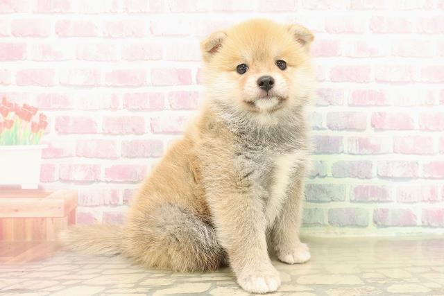 東京都のポメ柴/豆ポメ/ポメ豆柴(ポメラニアン×柴犬) (Coo&RIKU新宿三丁目店/2025年10月12日生まれ/男の子/赤)の子犬の3枚目の画像