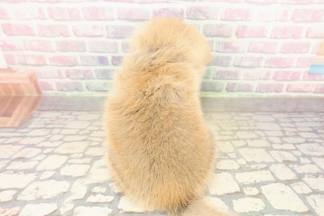 東京都のポメ柴/豆ポメ/ポメ豆柴(ポメラニアン×柴犬) (Coo&RIKU新宿三丁目店/2025年10月12日生まれ/男の子/赤)の子犬の4枚目の画像