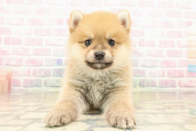 東京都のポメ柴/豆ポメ/ポメ豆柴(ポメラニアン×柴犬) (Coo&RIKU阿佐ヶ谷店/2025年10月12日生まれ/男の子/赤)の子犬の1枚目の画像