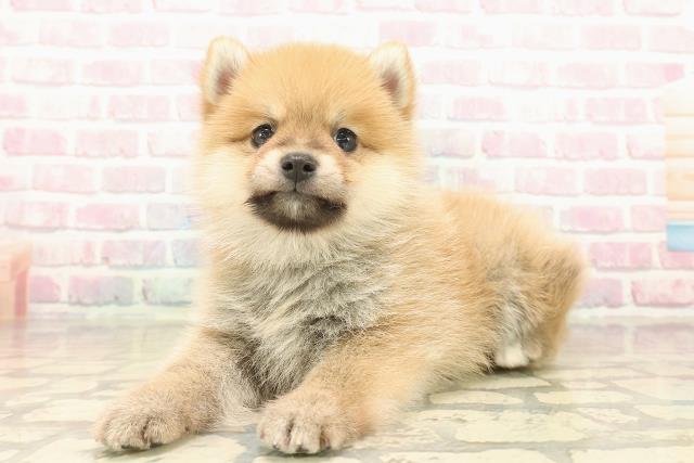 東京都のポメ柴/豆ポメ/ポメ豆柴(ポメラニアン×柴犬) (Coo&RIKU阿佐ヶ谷店/2025年10月12日生まれ/男の子/赤)の子犬の2枚目の画像