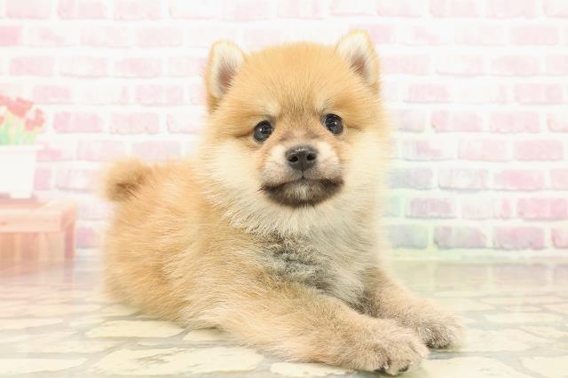 東京都のポメ柴/豆ポメ/ポメ豆柴(ポメラニアン×柴犬) (Coo&RIKU阿佐ヶ谷店/2025年10月12日生まれ/男の子/赤)の子犬の3枚目の画像