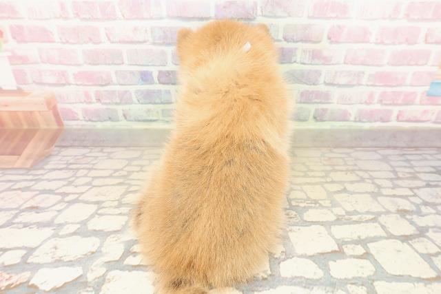 東京都のポメ柴/豆ポメ/ポメ豆柴(ポメラニアン×柴犬) (Coo&RIKU阿佐ヶ谷店/2025年10月12日生まれ/男の子/赤)の子犬の4枚目の画像