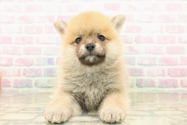 東京都のポメ柴/豆ポメ/ポメ豆柴(ポメラニアン×柴犬) (Coo&RIKU下北沢店/2025年10月12日生まれ/女の子/赤)の子犬の1枚目の画像