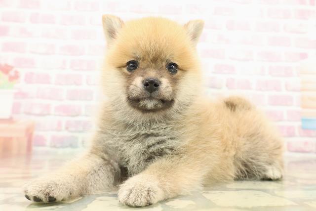 東京都のポメ柴/豆ポメ/ポメ豆柴(ポメラニアン×柴犬) (Coo&RIKU下北沢店/2025年10月12日生まれ/女の子/赤)の子犬の2枚目の画像