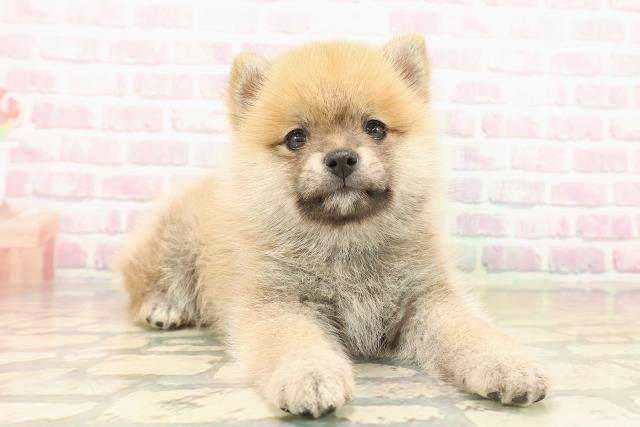 東京都のポメ柴/豆ポメ/ポメ豆柴(ポメラニアン×柴犬) (Coo&RIKU下北沢店/2025年10月12日生まれ/女の子/赤)の子犬の3枚目の画像