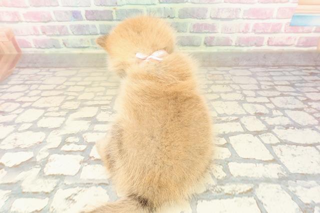 東京都のポメ柴/豆ポメ/ポメ豆柴(ポメラニアン×柴犬) (Coo&RIKU下北沢店/2025年10月12日生まれ/女の子/赤)の子犬の4枚目の画像