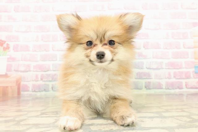 新潟県のポメヨン/パピポメ/ポメパピ(ポメラニアン×パピヨン) (Coo&RIKU上越店/2025年9月28日生まれ/女の子/オレンジ)の子犬の1枚目の画像