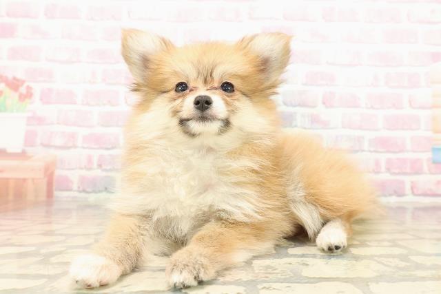 新潟県のポメヨン/パピポメ/ポメパピ(ポメラニアン×パピヨン) (Coo&RIKU上越店/2025年9月28日生まれ/女の子/オレンジ)の子犬の2枚目の画像