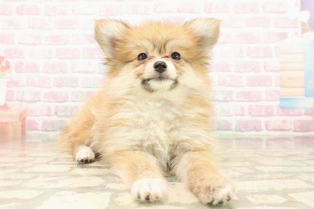 新潟県のポメヨン/パピポメ/ポメパピ(ポメラニアン×パピヨン) (Coo&RIKU上越店/2025年9月28日生まれ/女の子/オレンジ)の子犬の3枚目の画像