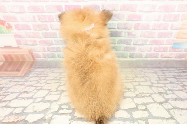 新潟県のポメヨン/パピポメ/ポメパピ(ポメラニアン×パピヨン) (Coo&RIKU上越店/2025年9月28日生まれ/女の子/オレンジ)の子犬の4枚目の画像