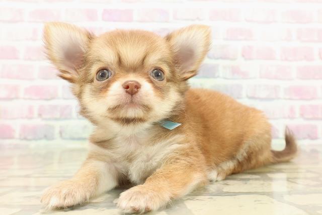 新潟県のチワワ(ロング) (Coo&RIKU上越店/2025年10月13日生まれ/男の子/チョコレートフォーン)の子犬の2枚目の画像