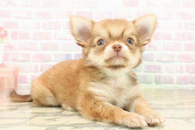 新潟県のチワワ(ロング) (Coo&RIKU上越店/2025年10月13日生まれ/男の子/チョコレートフォーン)の子犬の3枚目の画像