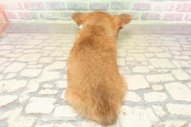 新潟県のチワワ(ロング) (Coo&RIKU上越店/2025年10月13日生まれ/男の子/チョコレートフォーン)の子犬の4枚目の画像