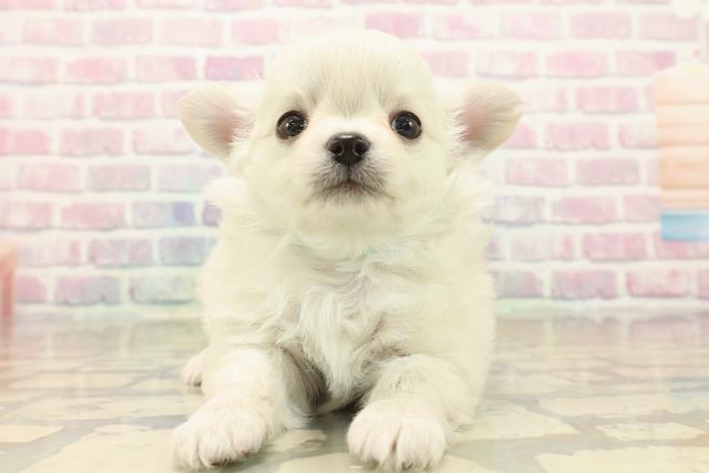 千葉県のチワワ(ロング) (Coo&RIKU木更津店/2025年10月12日生まれ/男の子/クリーム)の子犬