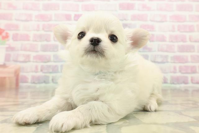 千葉県のチワワ(ロング) (Coo&RIKU木更津店/2025年10月12日生まれ/男の子/クリーム)の子犬の2枚目の画像