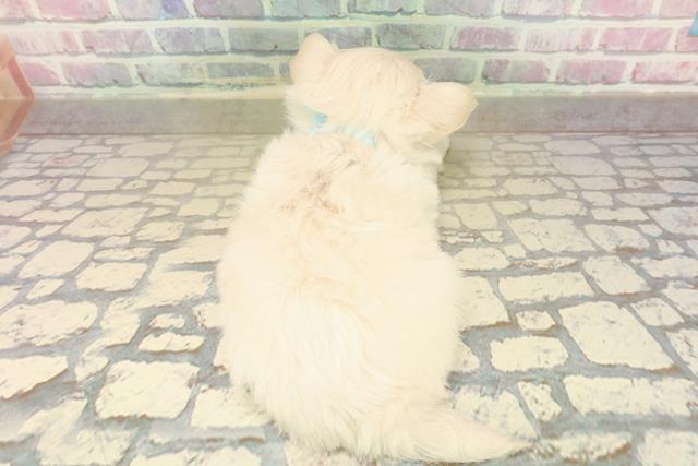 千葉県のチワワ(ロング) (Coo&RIKU木更津店/2025年10月12日生まれ/男の子/クリーム)の子犬の4枚目の画像