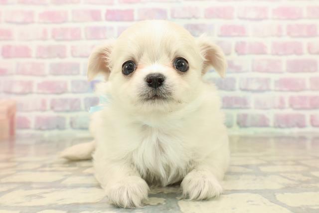 長野県のチワワ(ロング) (Coo&RIKU長野店/2025年10月12日生まれ/男の子/クリーム)の子犬