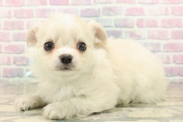 長野県のチワワ(ロング) (Coo&RIKU長野店/2025年10月12日生まれ/男の子/クリーム)の子犬の2枚目の画像