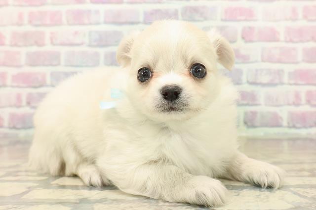 長野県のチワワ(ロング) (Coo&RIKU長野店/2025年10月12日生まれ/男の子/クリーム)の子犬の3枚目の画像