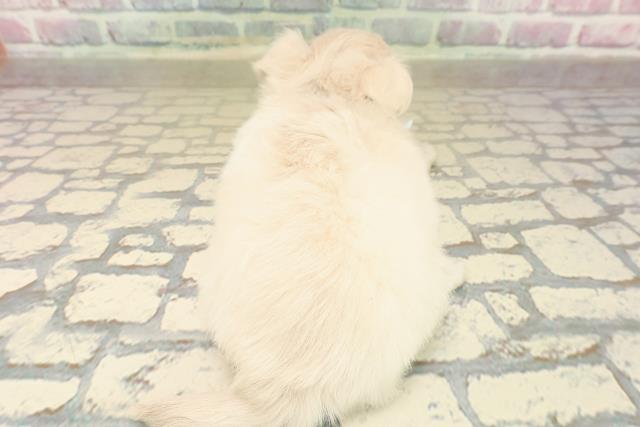 長野県のチワワ(ロング) (Coo&RIKU長野店/2025年10月12日生まれ/男の子/クリーム)の子犬の4枚目の画像