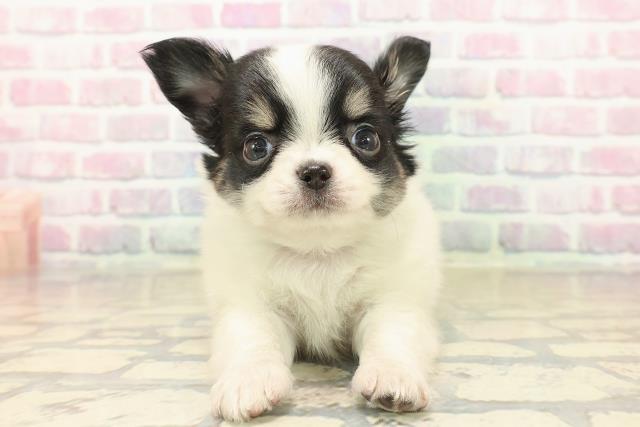 茨城県のチワワ(ロング) (Coo&RIKU日立店/2025年10月14日生まれ/男の子/ホワイトブラックタン)の子犬