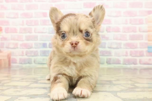 東京都のチワワ(ロング) (Coo&RIKU中野サンモール店/2025年10月13日生まれ/女の子/チョコレートマール)の子犬