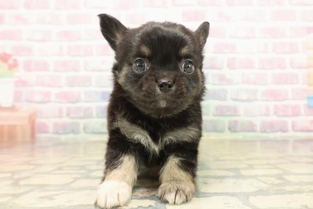 茨城県のチワワ(ロング) (Coo&RIKU牛久店/2025年10月13日生まれ/男の子/ブラックタンホワイト)の子犬