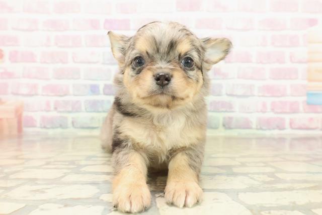 新潟県のチワワ(ロング) (Coo&RIKU新潟東店/2025年10月13日生まれ/男の子/ブルーマール)の子犬