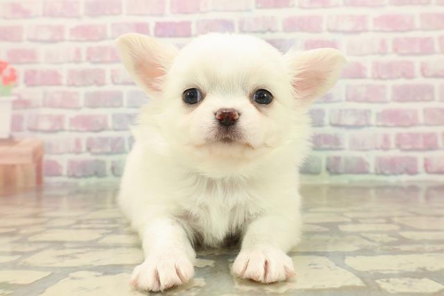 長野県のチワワ(ロング) (Coo&RIKU松本店/2025年10月13日生まれ/男の子/クリーム)の子犬