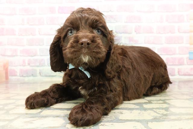 埼玉県のアメリカンコッカースパニエル (Coo&RIKU川越店/2025年10月11日生まれ/男の子/チョコレートホワイト)の子犬の2枚目の画像