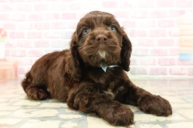 埼玉県のアメリカンコッカースパニエル (Coo&RIKU川越店/2025年10月11日生まれ/男の子/チョコレートホワイト)の子犬の3枚目の画像