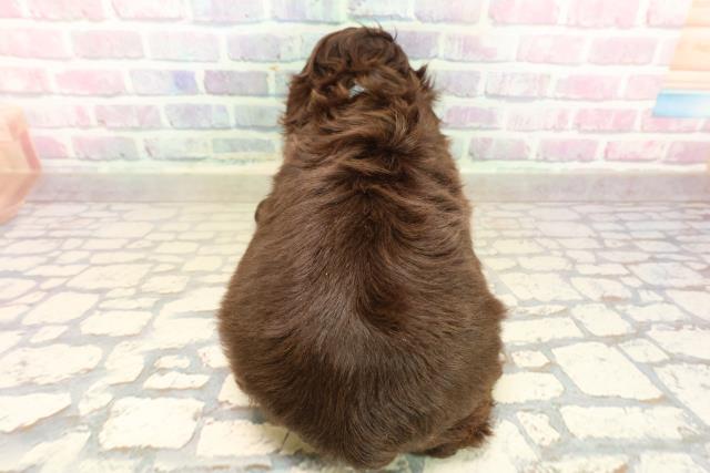 埼玉県のアメリカンコッカースパニエル (Coo&RIKU川越店/2025年10月11日生まれ/男の子/チョコレートホワイト)の子犬の4枚目の画像