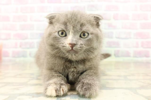 神奈川県のスコティッシュフォールド (Coo&RIKU横須賀店/2025年10月13日生まれ/女の子/ブルークリーム)の子猫の1枚目の画像