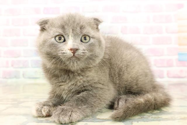 神奈川県のスコティッシュフォールド (Coo&RIKU横須賀店/2025年10月13日生まれ/女の子/ブルークリーム)の子猫の2枚目の画像