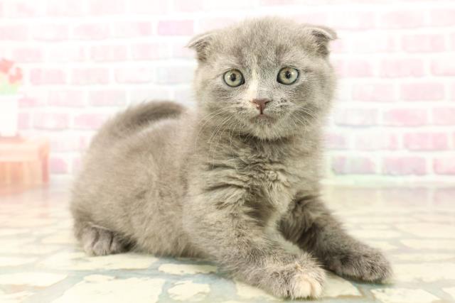 神奈川県のスコティッシュフォールド (Coo&RIKU横須賀店/2025年10月13日生まれ/女の子/ブルークリーム)の子猫の3枚目の画像