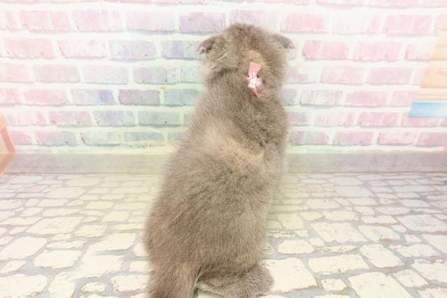 神奈川県のスコティッシュフォールド (Coo&RIKU横須賀店/2025年10月13日生まれ/女の子/ブルークリーム)の子猫の4枚目の画像