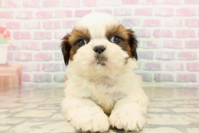 東京都のシーズー (Coo&RIKU東久留米店/2025年10月14日生まれ/男の子/ホワイトゴールド)の子犬