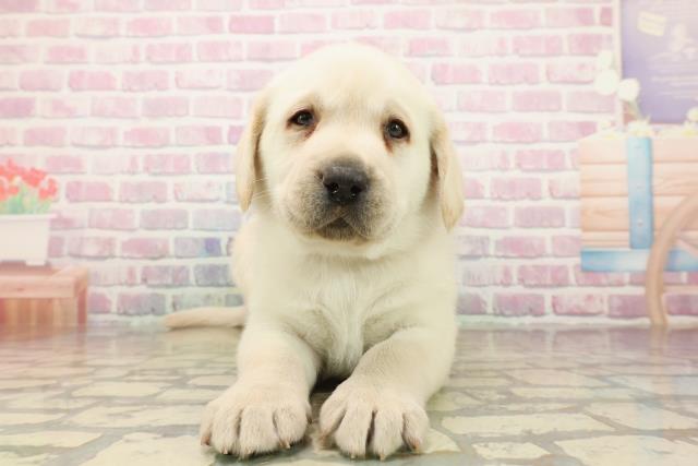 ラブラドール・レトリバー