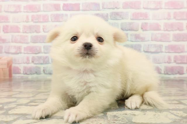 東京都のポメチワ/チワポメ/ポメチー(ポメラニアン×チワワ) (Coo&RIKU立川店/2025年10月11日生まれ/女の子/クリーム)の子犬の2枚目の画像