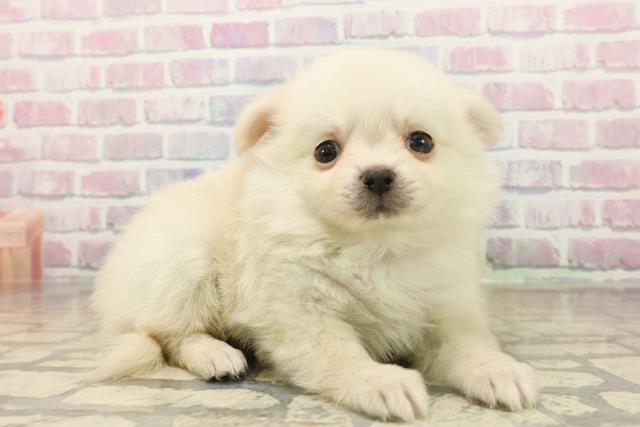 東京都のポメチワ/チワポメ/ポメチー(ポメラニアン×チワワ) (Coo&RIKU立川店/2025年10月11日生まれ/女の子/クリーム)の子犬の3枚目の画像