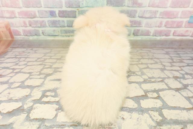 東京都のポメチワ/チワポメ/ポメチー(ポメラニアン×チワワ) (Coo&RIKU立川店/2025年10月11日生まれ/女の子/クリーム)の子犬の4枚目の画像