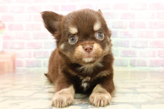 茨城県のチワワ(ロング) (Coo&RIKU水戸店/2025年10月13日生まれ/男の子/チョコレートタンホワイト)の子犬