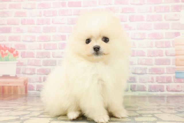 埼玉県のポメラニアン (Coo&RIKU岩槻店/2025年10月14日生まれ/女の子/クリーム)の子犬の3枚目の画像