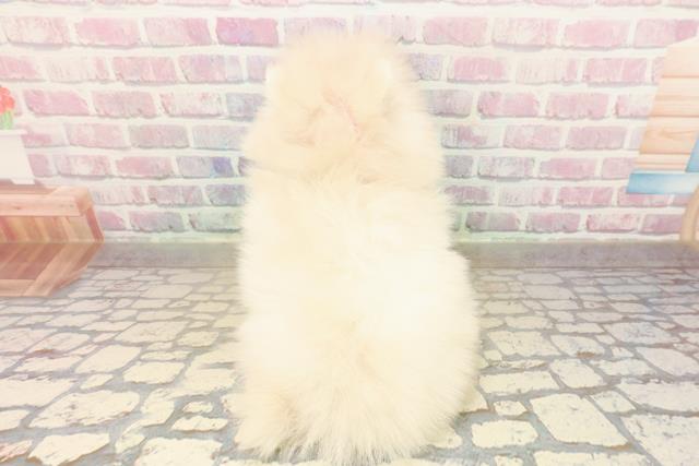 埼玉県のポメラニアン (Coo&RIKU岩槻店/2025年10月14日生まれ/女の子/クリーム)の子犬の4枚目の画像