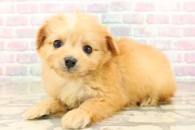 埼玉県のチワプー/プーチー(チワワ×プードル) (Coo&RIKU大宮店/2025年10月7日生まれ/女の子/アプリコット)の子犬の2枚目の画像