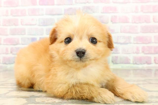 埼玉県のチワプー/プーチー(チワワ×プードル) (Coo&RIKU大宮店/2025年10月7日生まれ/女の子/アプリコット)の子犬の3枚目の画像