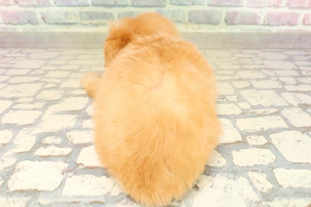 埼玉県のチワプー/プーチー(チワワ×プードル) (Coo&RIKU大宮店/2025年10月7日生まれ/女の子/アプリコット)の子犬の4枚目の画像